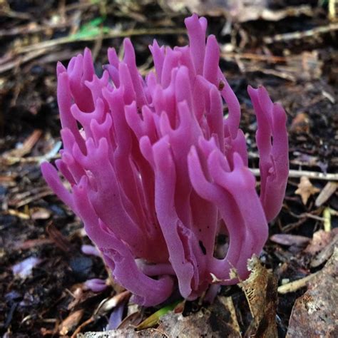 Clavaria Zollingeri Violet Coral Mushroom Wild Mushrooms Stuffed