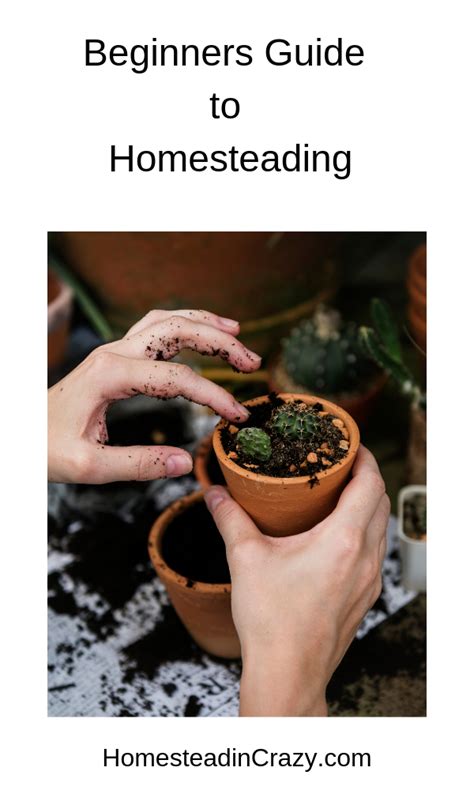 The Beginners Guide To Homesteading ⋆ Homesteadin Crazy