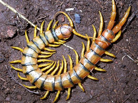 Centipede Info And Photos Images 2012 The Wildlife