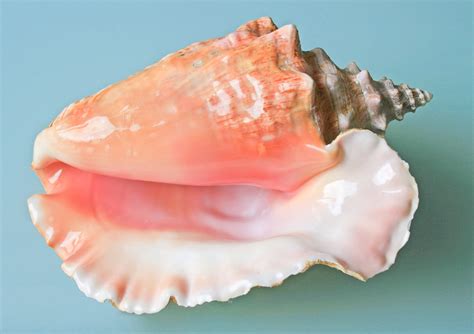 Conch Shells As Musical Instruments And In Living Sea Snails Spinditty