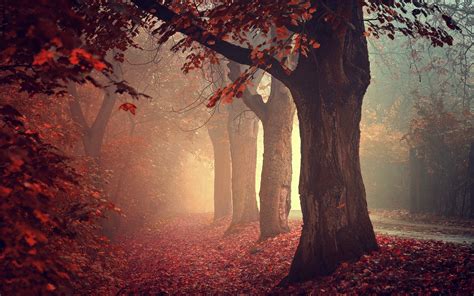 Nature Landscape Mist Road Leaves Fall Trees Red Wallpaper
