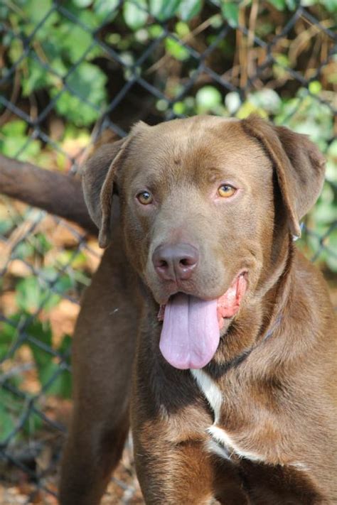 Atlanta animal rescue no kill animal shelter atlanta area pet adoptions. Crash | Atlanta Lab Rescue