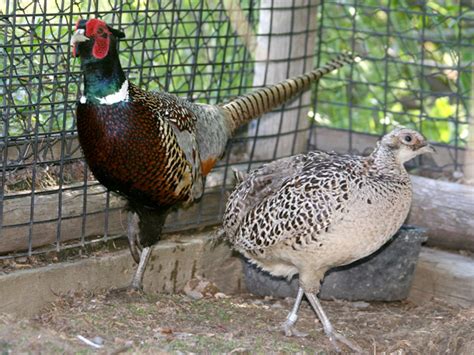 We did not find results for: Newsletter 21 - A & L Feed and Pet Supply
