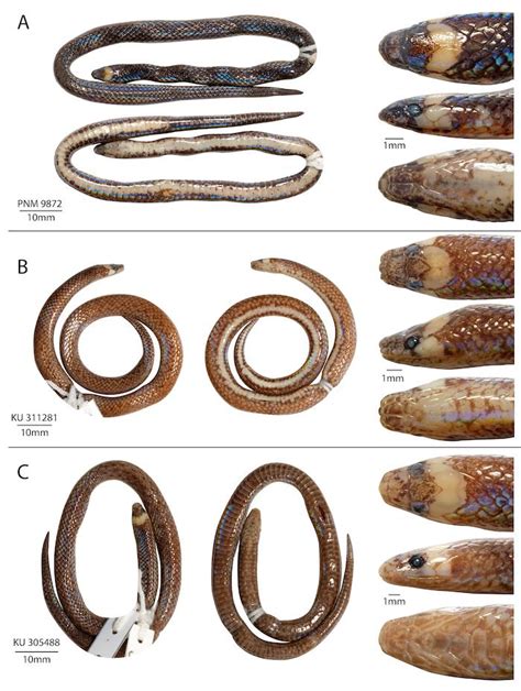 Philippine Burrowing Snake Species Discovered In University Collection