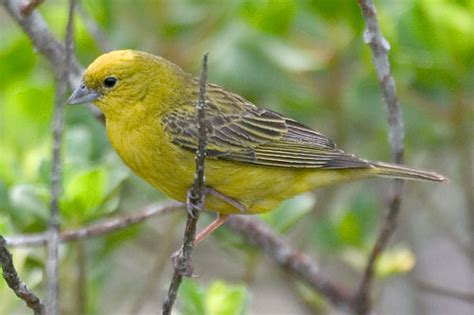 Stripe Tailed Yellow Finch Sicalis Citrina