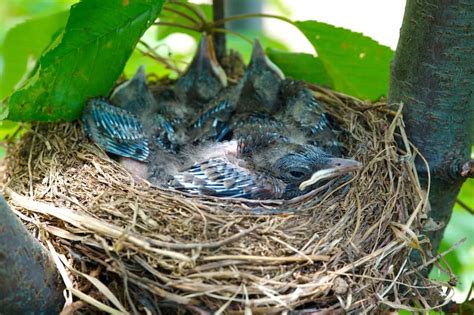 What Do Baby Blue Jays Eat Bird Feeder Hub