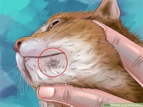 How To Treat Feline Acne 14 Steps With Pictures Feline Acne Diy