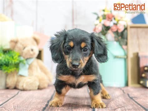 We offer the nicest akc miniature dachshund puppies for sale you will find anywhere. Petland Florida has Dachshund puppies for sale! Check out all our available puppies! #dachshund ...