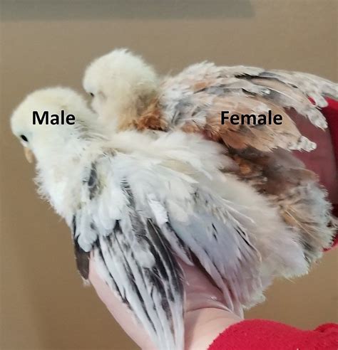 Sexing Chicks Serenity Sprouts Is It A Rooster Silkie Sexing