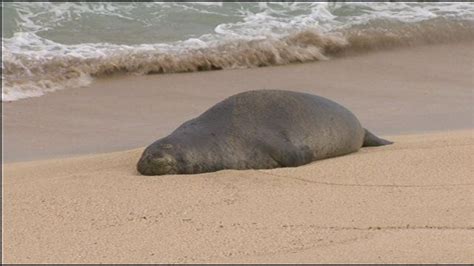 More Time For Deciding Hawaiian Monk Seal Habitat