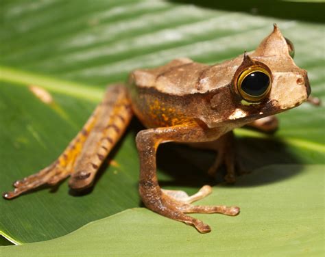 Speech On The Importance Of Eyes In Amphibian