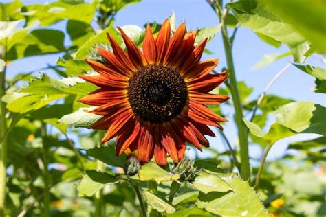 Sunflowers Fields And Festivals In Washington State Laptrinhx News
