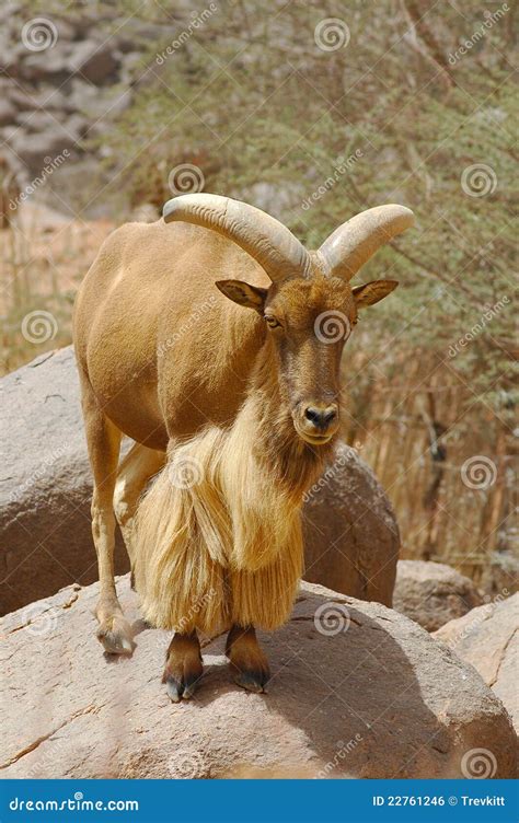 Ein Mouflon Ram Das Auf Einem Felsen Steht Stockfoto Bild Von Kopf