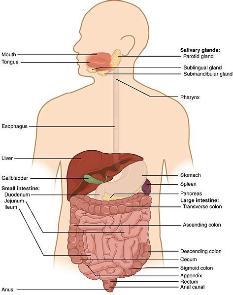 The digestive system is the organ system that breaks food down into small molecules that are absorbed parts of the digestive system. Difference Between Alimentary Canal and Digestive System ...