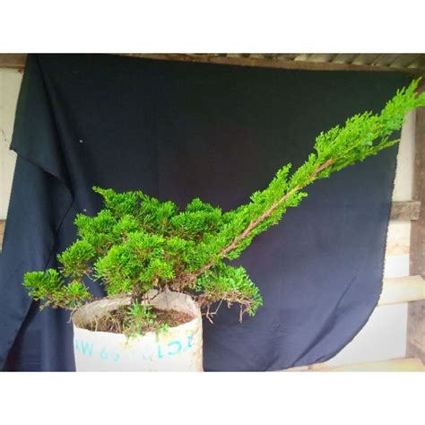 Jual Bahan Bonsai Cemara Sinensis Shopee Indonesia