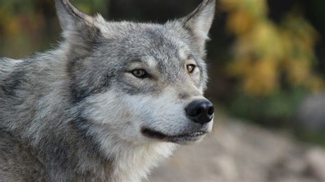 Here are only the best wolf hd wallpapers. Grey wolf portrait wallpaper | AllWallpaper.in #55 | PC | en