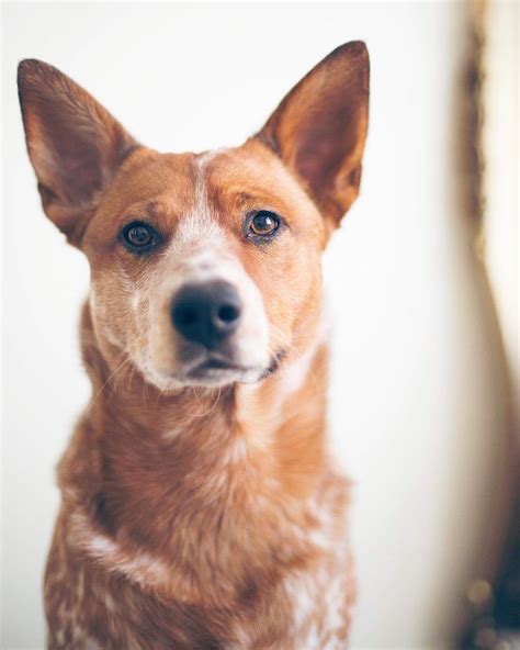 Red Heeler Photography Cute Australian Cattle Dog Dog Photography