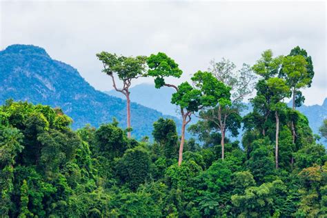 10 Amazing Amazon Rainforest Images Fontica Blog