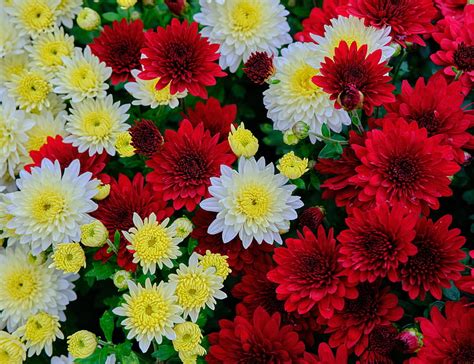 Chrysanthemum Flowers Bloom White Red Yellow Hd Wallpaper Peakpx