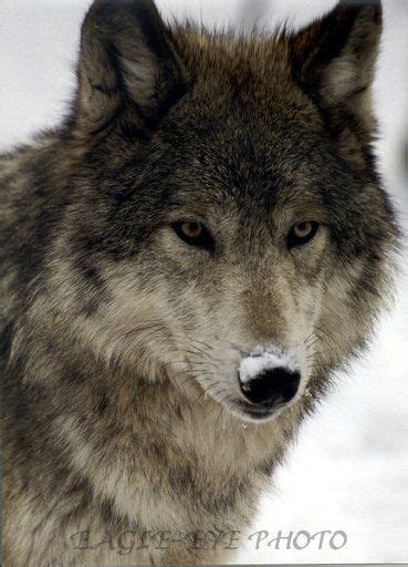 Beautiful Grey Wolf 🐺 Wolves Photo 44108463 Fanpop