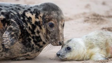 Seals Selfie Takers On Norfolk Beaches Urged To Stay Away BBC News