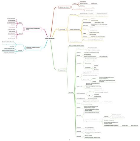 Mapa Conceptual De Tipos De C Lulas Studyaddictss Udocz