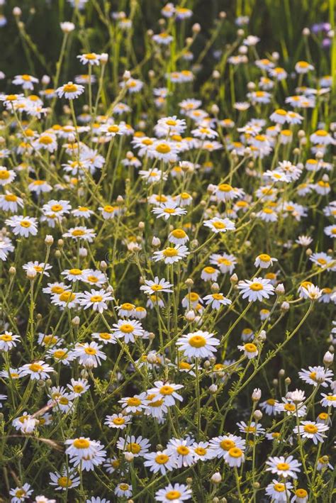 Flowering Marguerite Flowers Or Daisies Close Up Of Many Blossoms Of