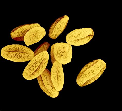 Arabidopsis Thaliana Pollen Grains Macro And Micro Pollen Science