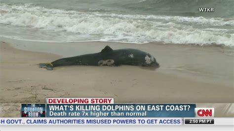Dolphins Dying By The Dozens Along East Coast Cnn