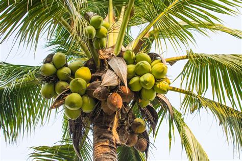 Real Palm Tree With Coconuts