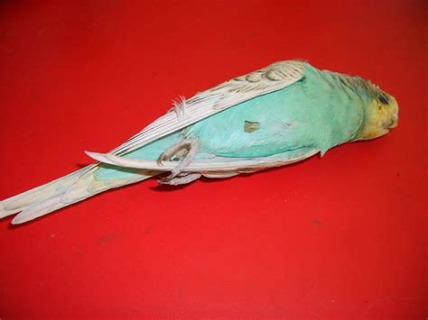The Dead Parakeet Wontoncruelty Flickr