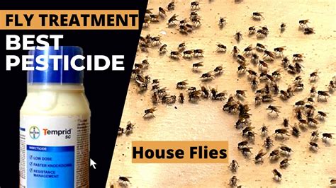 Best Flies Control Chemical Odorless Flies Control Pesticide How To Get Rid Of Flies