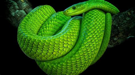 20 Cobras Mais Venenosas Que Existem No Mundo Mundo Inverso
