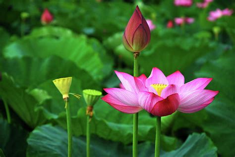 Blossoming Lotus Flower Closeup Photograph By Carl Ning Pixels