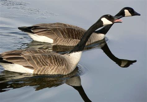 Get Rid Of Canadian Geese Avian Migrate