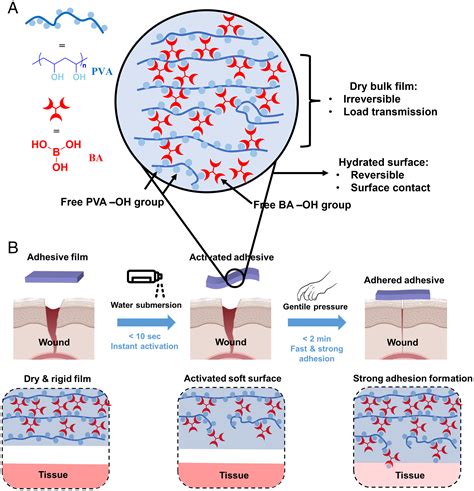 Fast Strong And Reversible Adhesives With Dynamic Covalent Bonds For