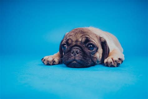Pug Allergies What Are They And How Can You Treat Them