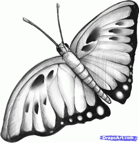 Also lay down a tint of gray on the eye ball (if using pencil, use. sketch of butterflies | how to sketch a butterfly step 8 ...