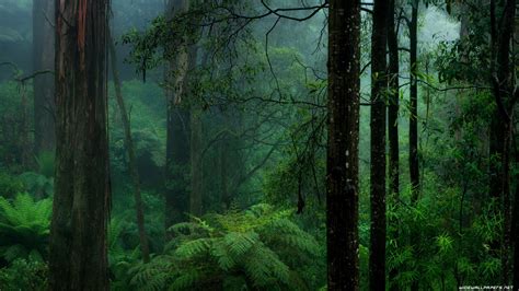 Ecosystem Tropical Rain Forest 3840 × 2160 See 10000s Of Pics