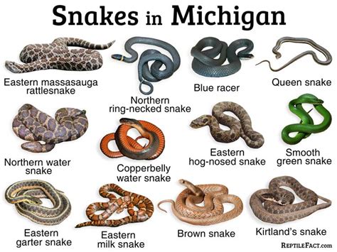 List Of Common Types Of Snakes Found In Michigan