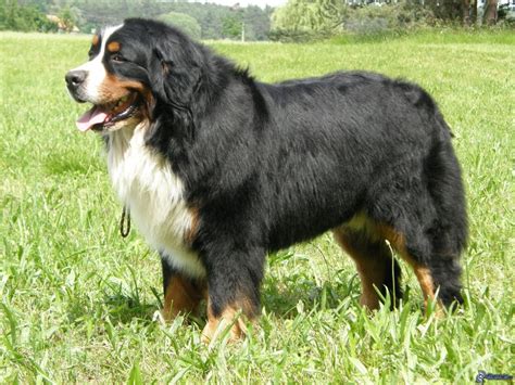 Bernese Mountain Dog Breed Guide Learn About The Bernese