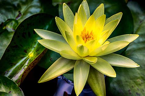 Yellow Water Lily Photograph By Jay Stockhaus