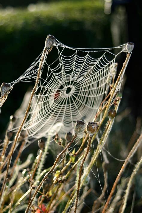 Spider Web Photo By Spider Web Pho Flickr