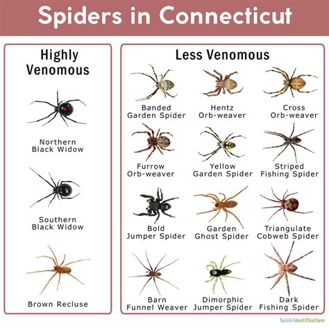 They typically build their webs on tall plants. Spiders in Connecticut: List with Pictures