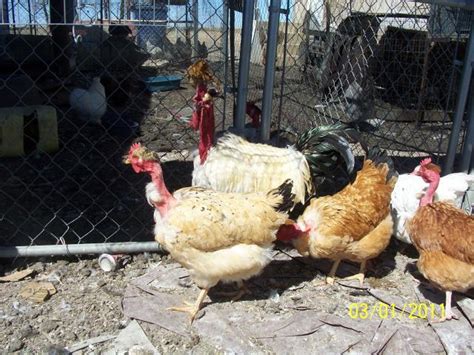 14 Turkennaked Neck Eggs Shipping Included Backyard Chickens