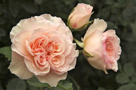 10 Amazing Facts About Roses Amazing Facts About