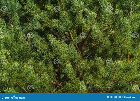 Branches Of Pine Closeup Stock Image Image Of Pine 100115035