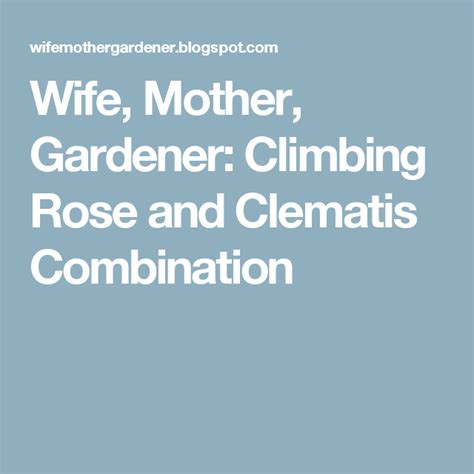 Wife Mother Gardener Climbing Rose And Clematis Combination