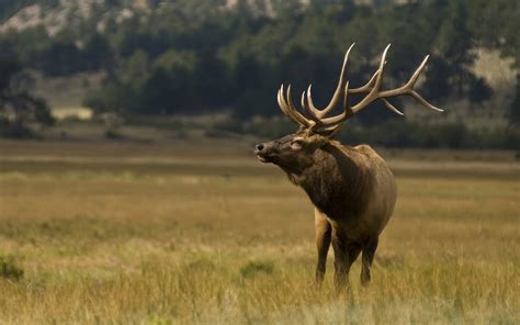 Download Sunset Buck Animal Elk 4k Ultra Hd Wallpaper
