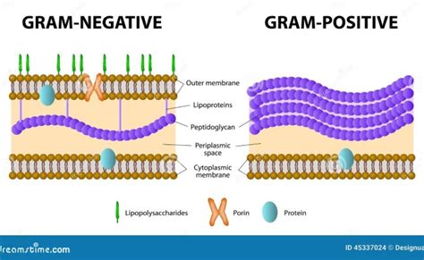 Differences Between Gram Positive And Gram Negative Bacterial Cell